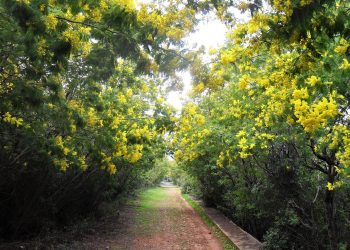 Adalar Mimoza Festivali “Mimofest” yoğun ilgi gördü